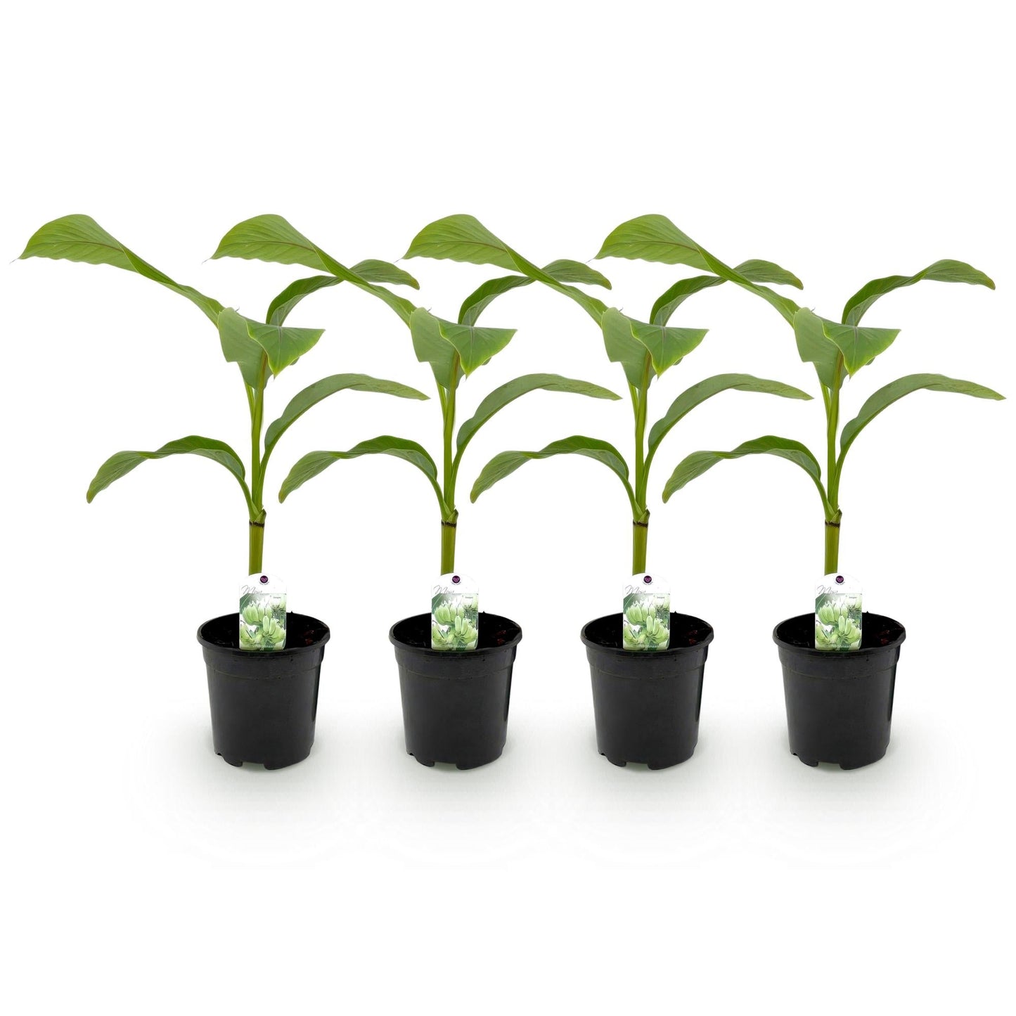 Bananenpflanze Musa Basjoo – 4 Pflanzen – Winterhart – Obstpflanze – Topf Ø17 cm, Höhe ca. 40 cm – Exotisches Flair für Garten, Terrasse & Balkon 