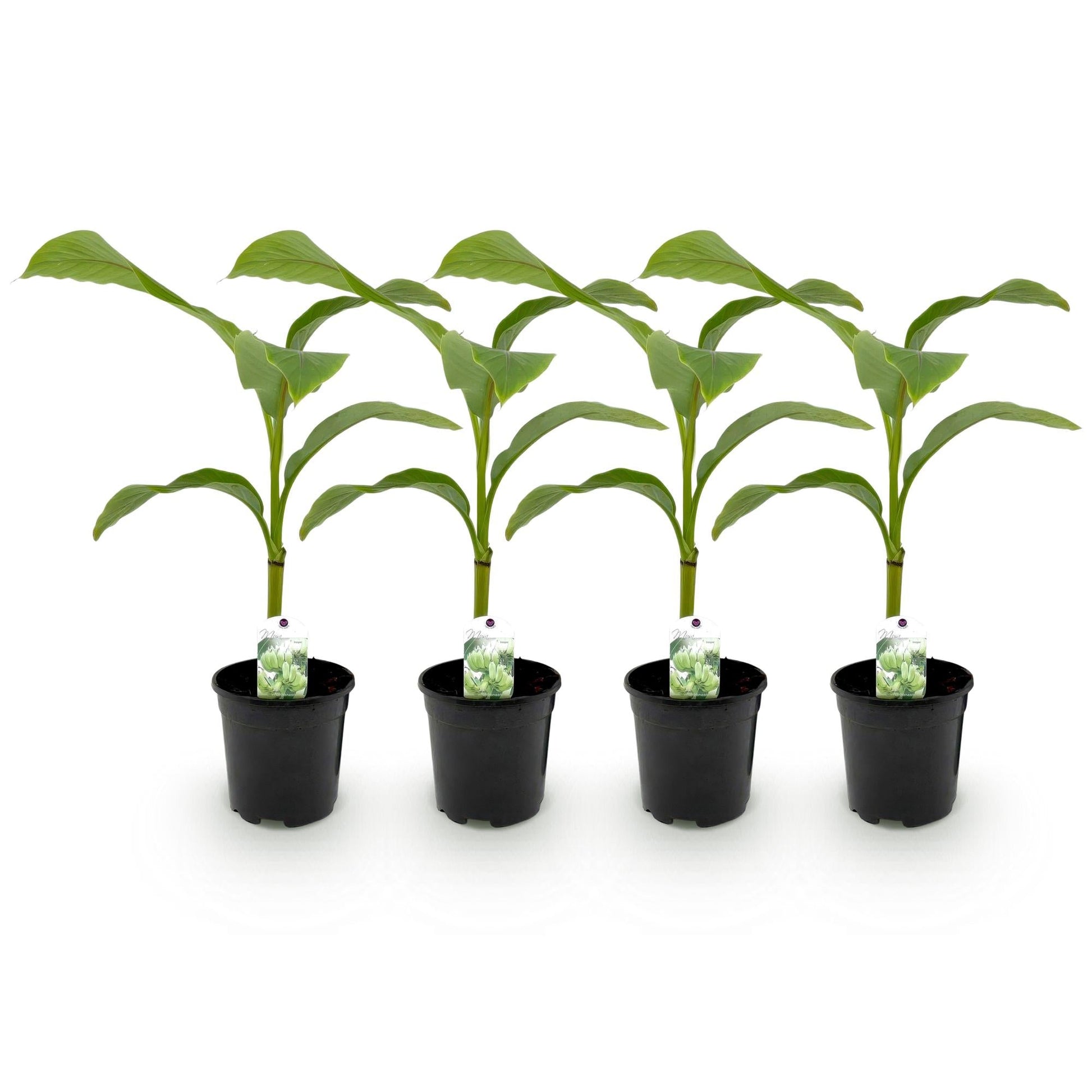 Bananenpflanze Musa Basjoo – 4 Pflanzen – Winterhart – Obstpflanze – Topf Ø17 cm, Höhe ca. 40 cm – Exotisches Flair für Garten, Terrasse & Balkon 
