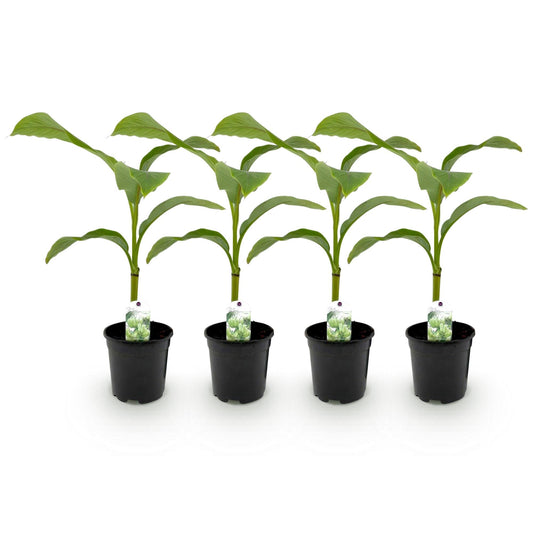Bananenpflanze Musa Basjoo – 4 Pflanzen – Winterhart – Obstpflanze – Topf Ø17 cm, Höhe ca. 40 cm – Exotisches Flair für Garten, Terrasse & Balkon 