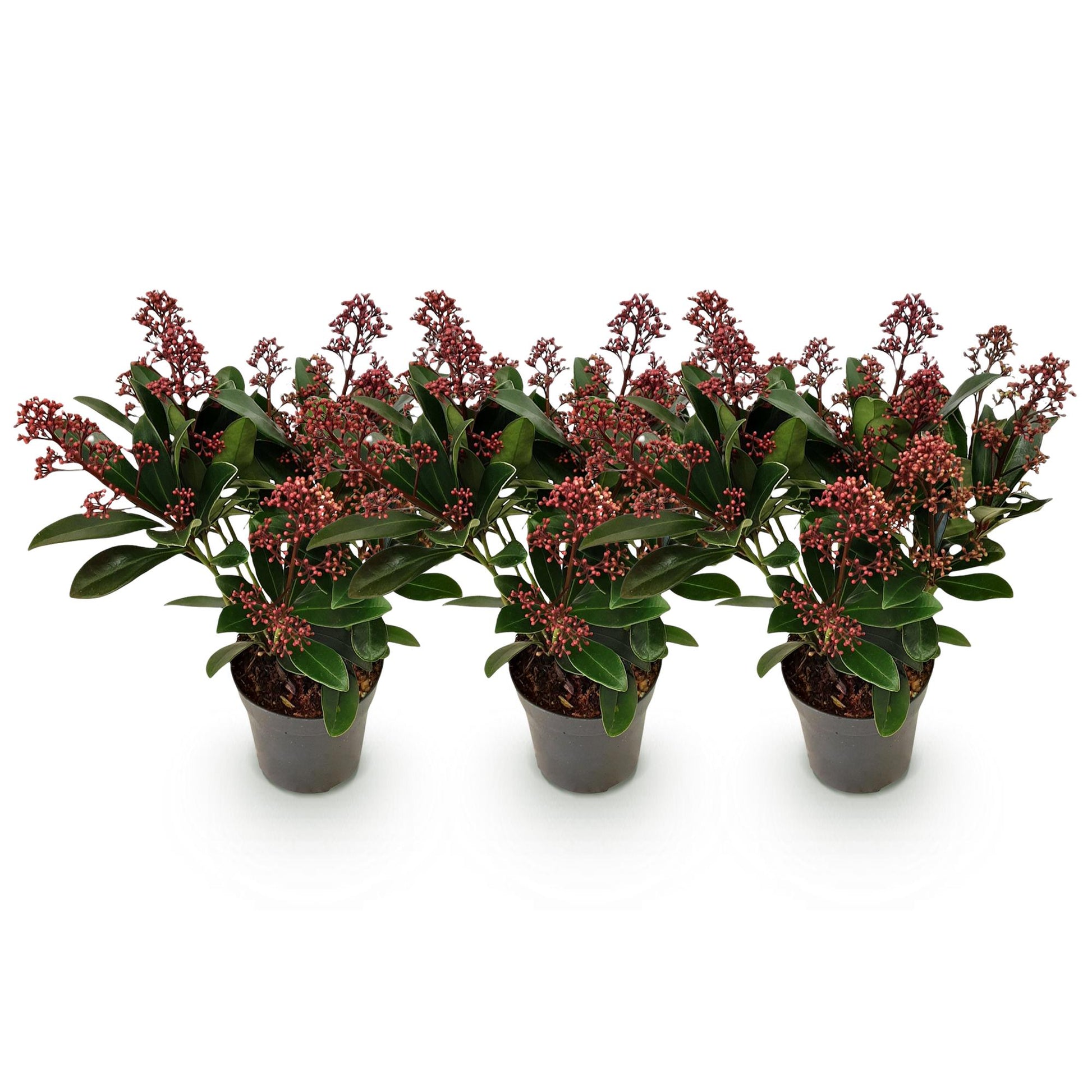 GreenboutiQ - Terrassenpflanze - Skimmia japonica Rubella - Blüte Rot - 10+ Blüten - 3 Pflanzen - Winterhart - Topf 10,5cm Höhe 25cm 