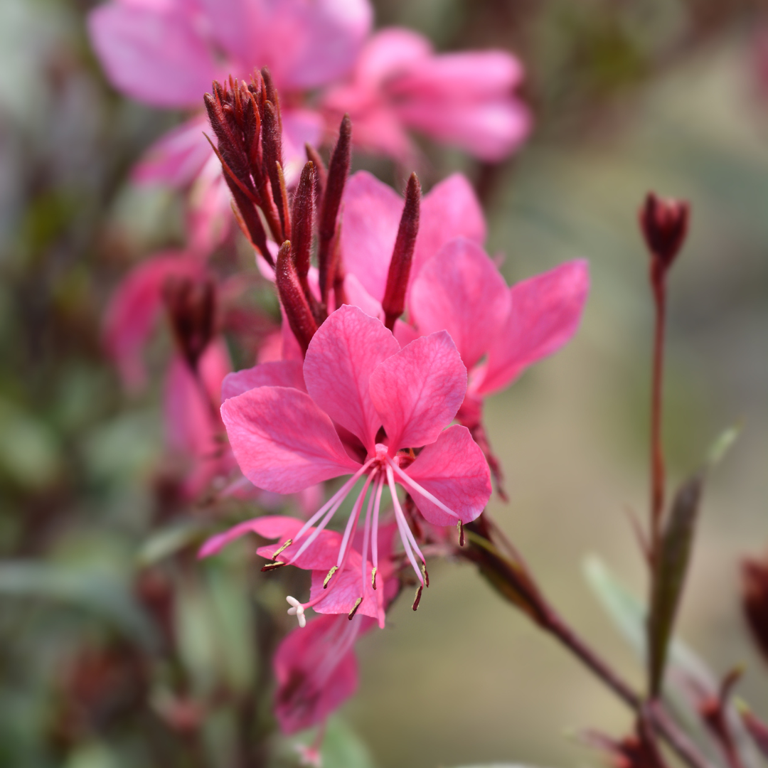 Gaura lindheimeri Siskiyou Pink – 24 Pflanzen – Ø9cm – Höhe 10-25cm – Prachtkerze – Kräftig rosafarbene Blüten – Für Beet, Präriegarten & Kübel