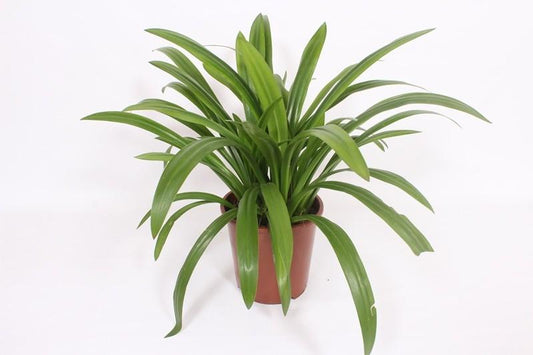 Hymenocallis Speciosa - Ø27cm - ↕80cm 