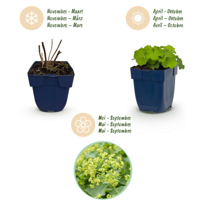Frauenmantel – Alchemilla mollis – 6 Pflanzen – Topf Ø11cm – Bienenfreundliche Staude für Garten & Balkon