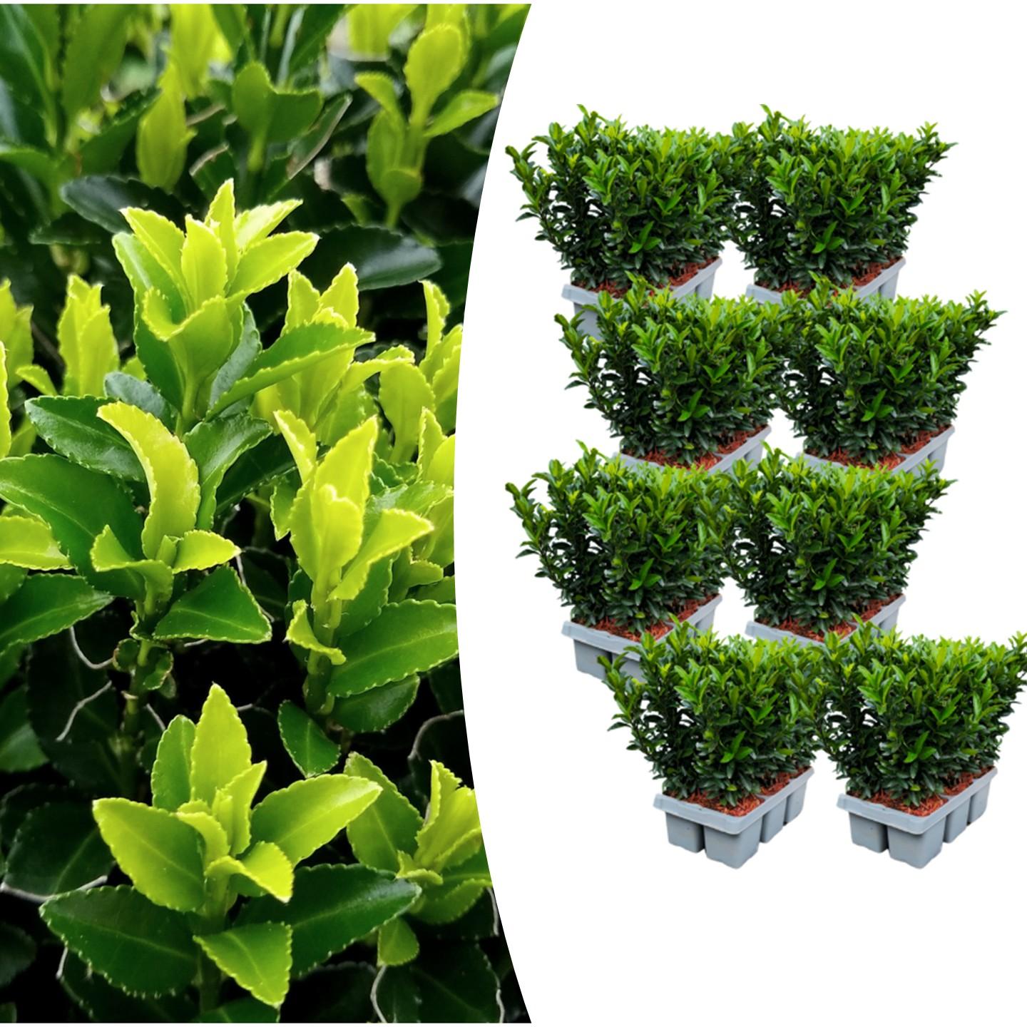Japanischer Spindelstrauch Euonymus 'Green Spire' – Ø7cm, ↨15cm – 48 Pflanzen – Aufrechter, winterharter Zierstrauch für Garten, Terrasse & Hecke 