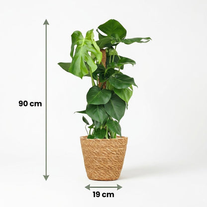 Green boutiQ - Zimmerpflanze - Fensterblatt - Monstera Deliciosa Moosstab - Grün - Pflegeleicht - 1 Pflanze - mit Korb - Topf 19cm - Höhe 90cm 