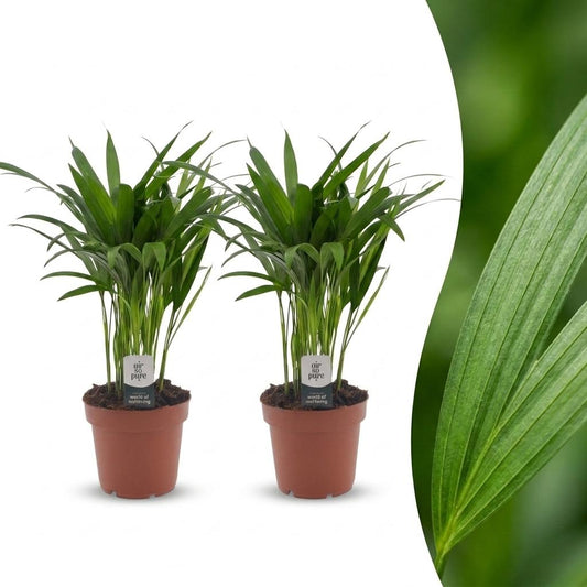 Areca-Palme – Goldfruchtpalme – Dypsis lutescens – 2 Pflanzen – Topf Ø12cm – Höhe 45cm