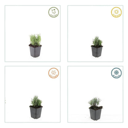 Lavandula angustifolia 'Dwarf Blue' – 48 Pflanzen – ↕10-25 cm – Ø9 cm – Kompakter Lavendel – Duftend & Bienfreundlich – Winterhart & Trockenheitsresistent 