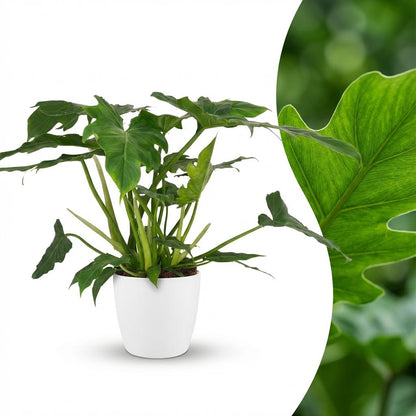 Green boutiQ - Zimmerpflanze - Philodendron - Philodendron Lacerum - Grün - Pflegeleicht - 1 Pflanze - mit weißem Übertopf - Topf 19cm - Höhe 65cm 