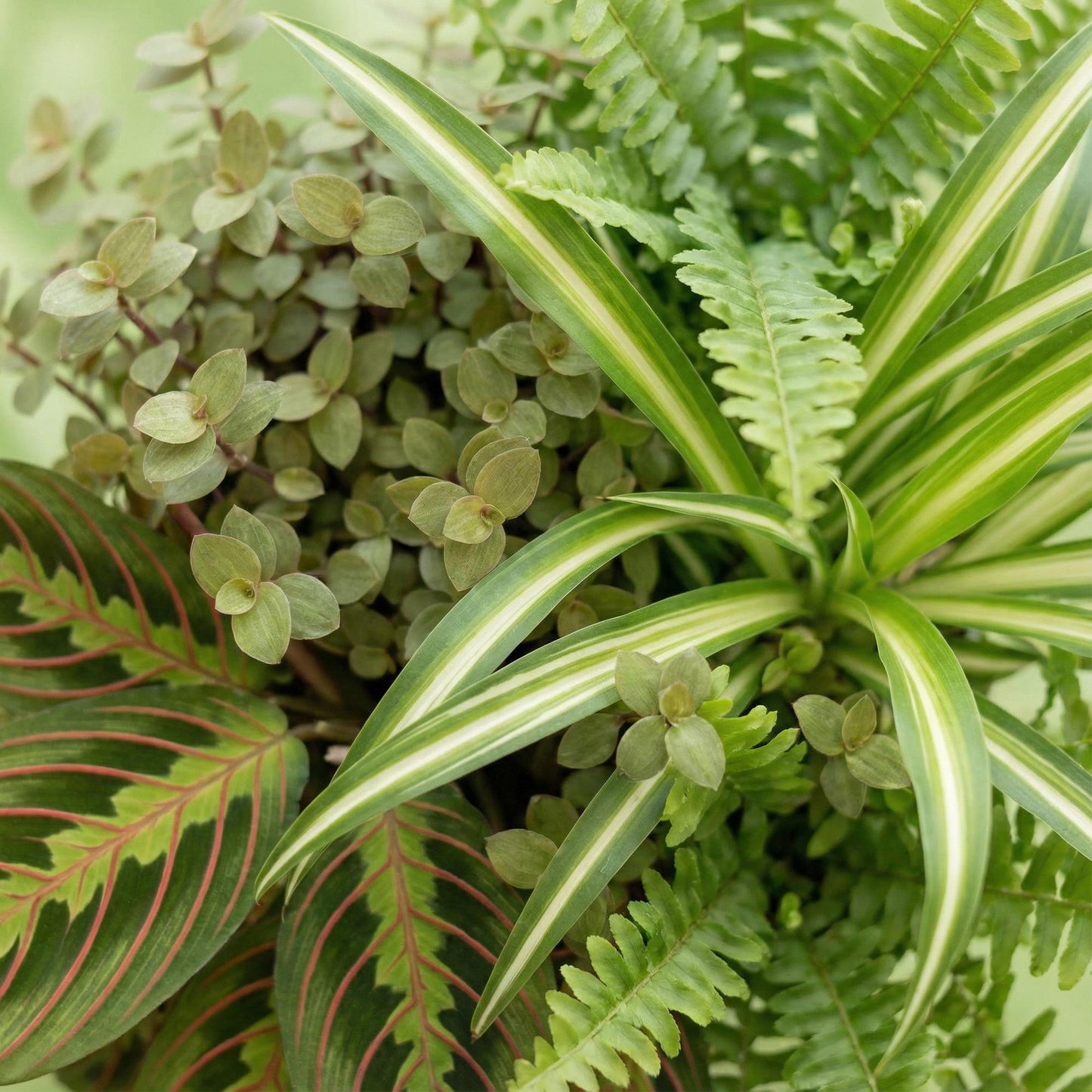 Green boutiQ - Zimmerpflanze - Chlorophytum - Maranta - Calissia - Nephrolepsis - Mix aus 4 - Haustierfreundliche Pflanzen - Grün - 4 Pflanzen - mit Potter Grau - Topf 12cm - Höhe 25cm 