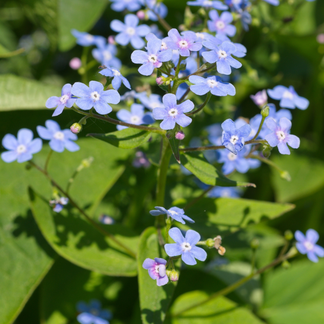 Kaukasisches Vergissmeinnicht Brunnera macrophylla – 48 Pflanzen – 10-25cm – Ø9cm – Winterharte Schattenstaude mit blauen Blüten – Bodendecker für Garten