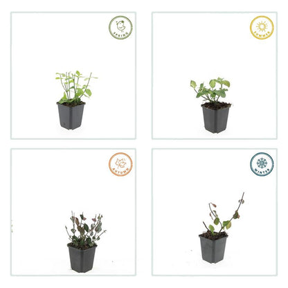 Spindelstrauch – Euonymus fortunei 'Dart's Blanket' – ↕10-25 cm – Ø9 cm – 40 Pflanzen – Bodendecker – Winterhart – Pflegeleicht – Schattentauglich