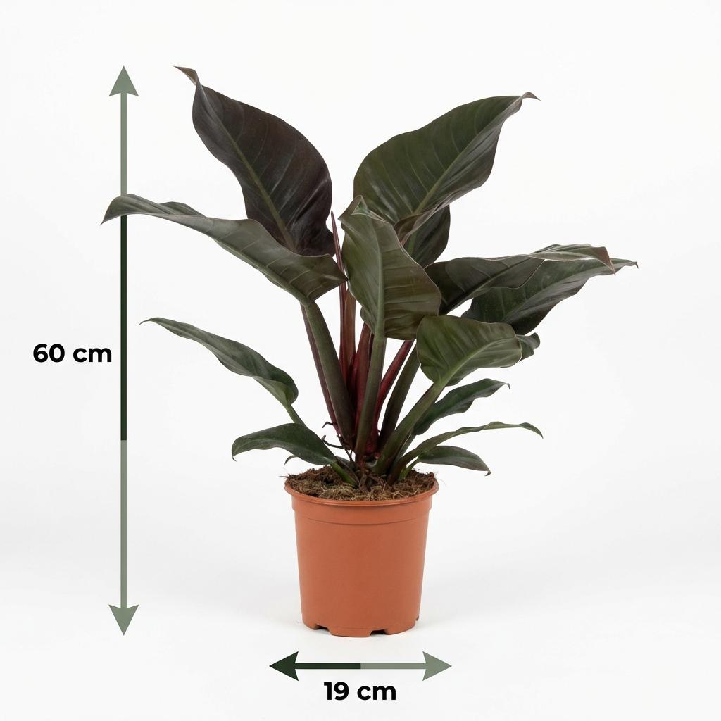 Green boutiQ - Zimmerpflanze - Philodendron - Philodendron Imperial Red - Rot - Pflegeleicht - 1 Pflanze - Topf 19cm - Höhe 60cm 