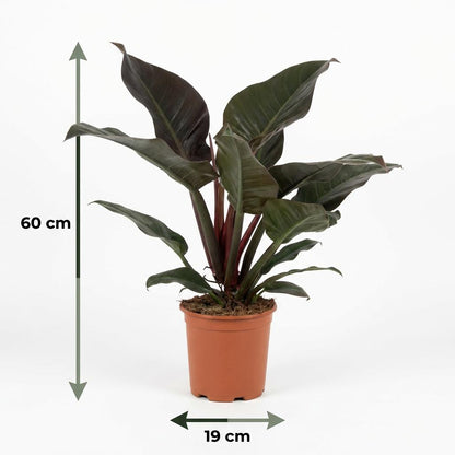 Green boutiQ - Zimmerpflanze - Philodendron - Philodendron Imperial Red - Rot - Pflegeleicht - 1 Pflanze - Topf 19cm - Höhe 60cm 