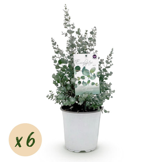 Eukalyptusbaum Eucalyptus gunnii – Grau – Terrassenpflanze - 6er-Set – Winterhart – Topf Ø17cm, Höhe 40cm – Duftende, pflegeleichte Pflanze für Garten, Terrasse & Balkon 