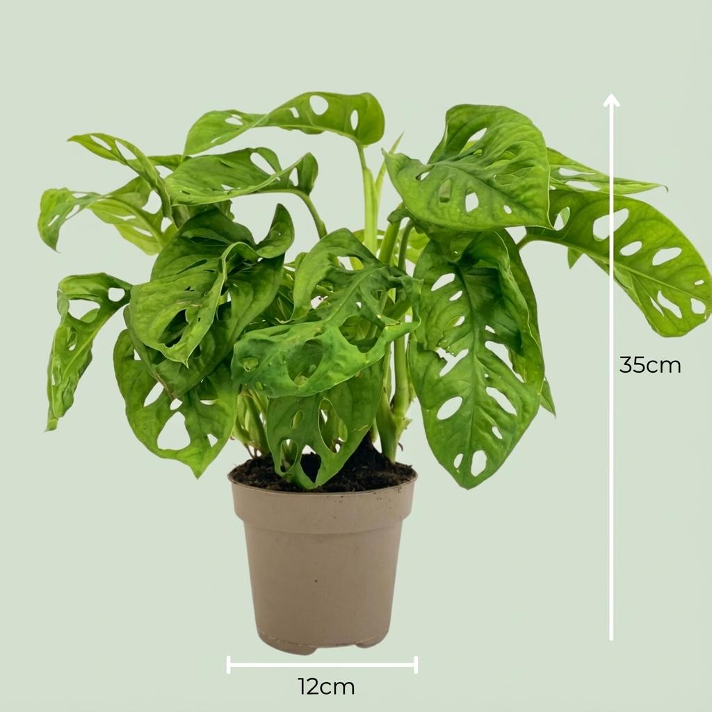 Monstera Adansonii Monkey Mask Ø12cm Höhe25–35cm – Tropische Zimmerpflanze mit gelochten Blättern – Pflegeleichte Kletter- & Hängepflanze für Wohnraum & Büro 