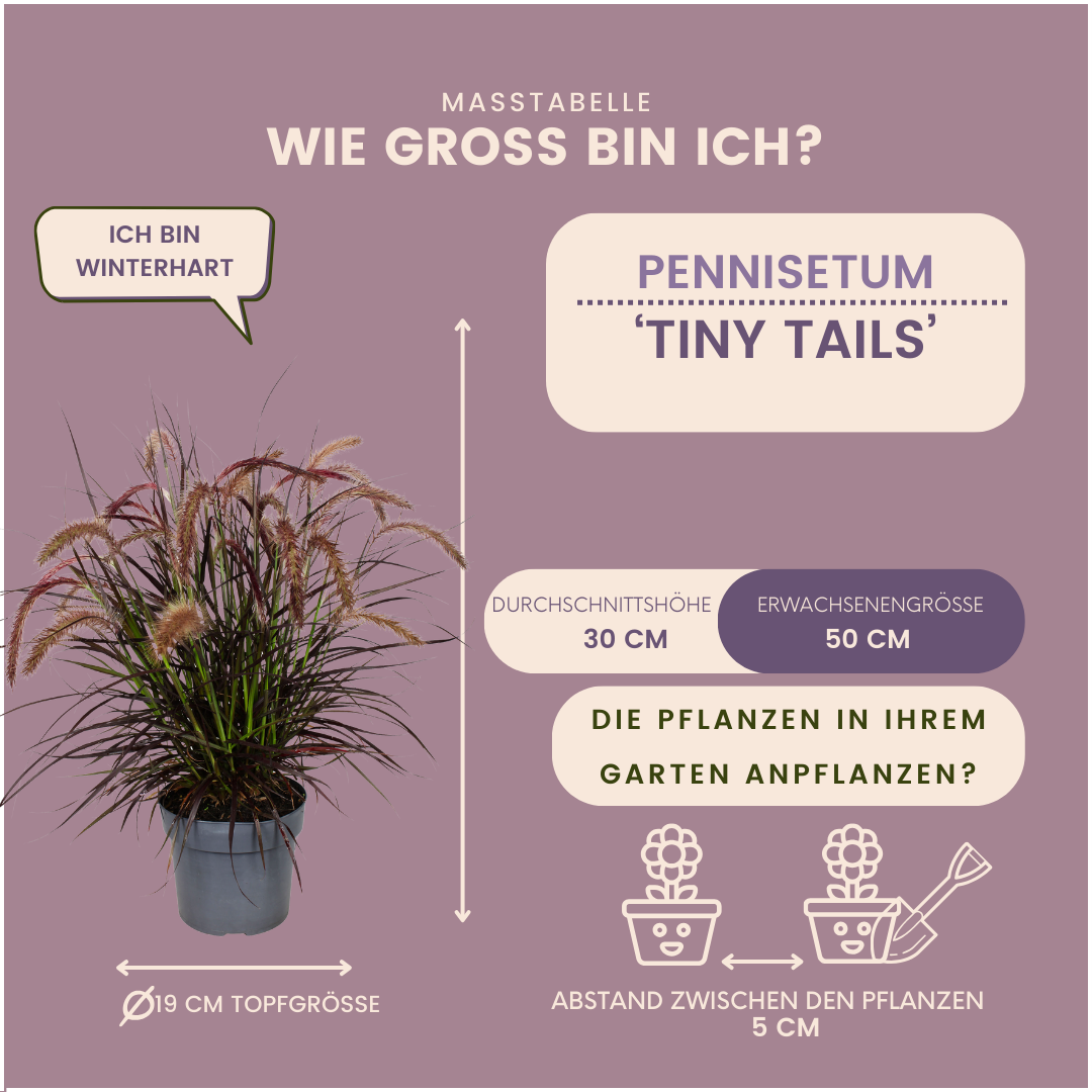 Pennisetum ‘Tiny Tails’ – kompaktes Lampenputzergras – 2 Pflanzen – Ø15cm – ↨40-50cm – winterhart & pflegeleicht – Ziergras für Garten, Kübel & Beete 