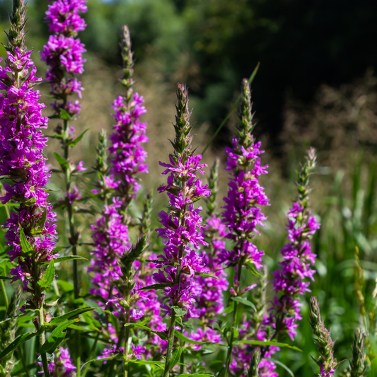 Lythrum salicaria Blutweiderich – 24 Pflanzen – Ø9cm – Höhe 10-25cm – Rosa Purpur Blütenähren – Winterharte Staude – Für Teichrand & Feuchtbeet