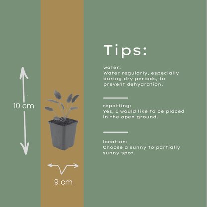 Sanguisorba officinalis Tanna – 12 Pflanzen – Ø9cm – Höhe 10-25cm – Winterharte Staude – Dunkelrosa Blütenähren – Bienenfreundlich für Beet & Präriegarten
