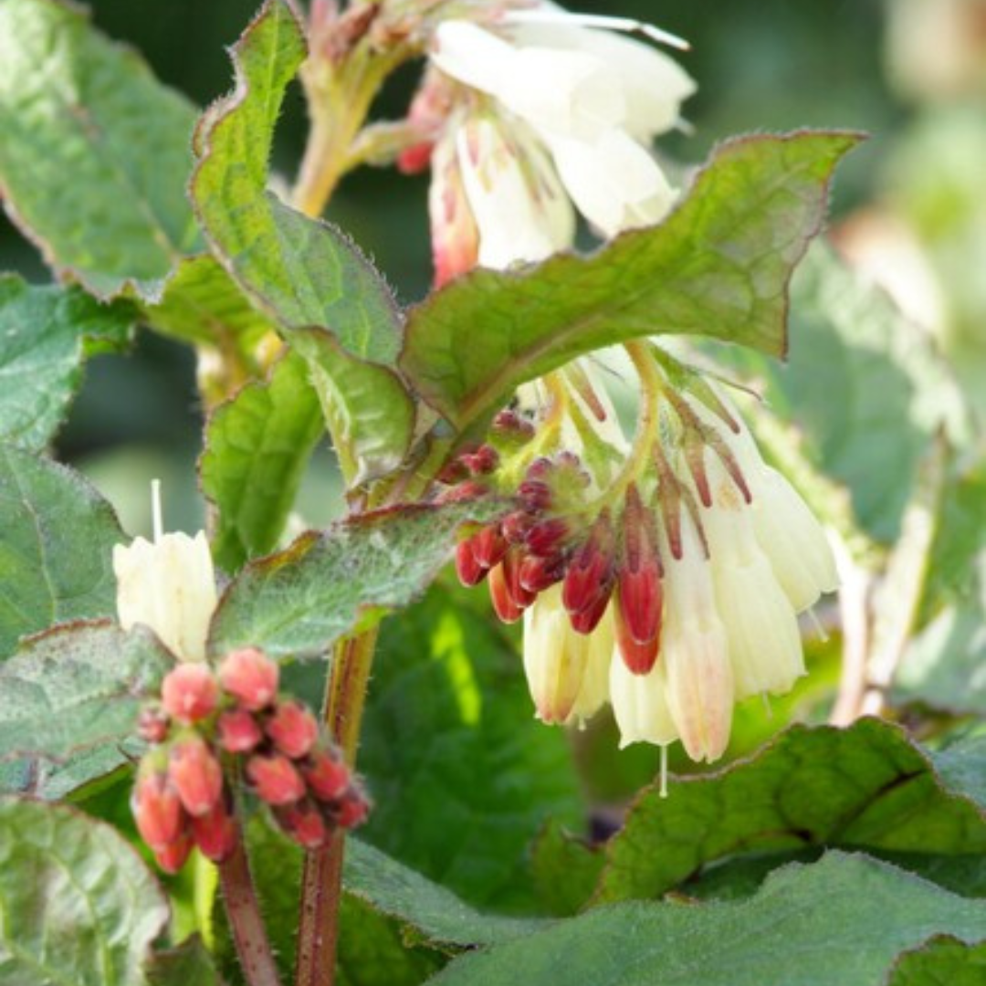 Symphytum grandiflorum – 6 Pflanzen Ø9cm – Höhe10-25cm – Frühblühender Bodendecker für Schatten & Halbschatten – Cremegelbe Blüten – Winterhart pflegeleicht - Oasis of Life