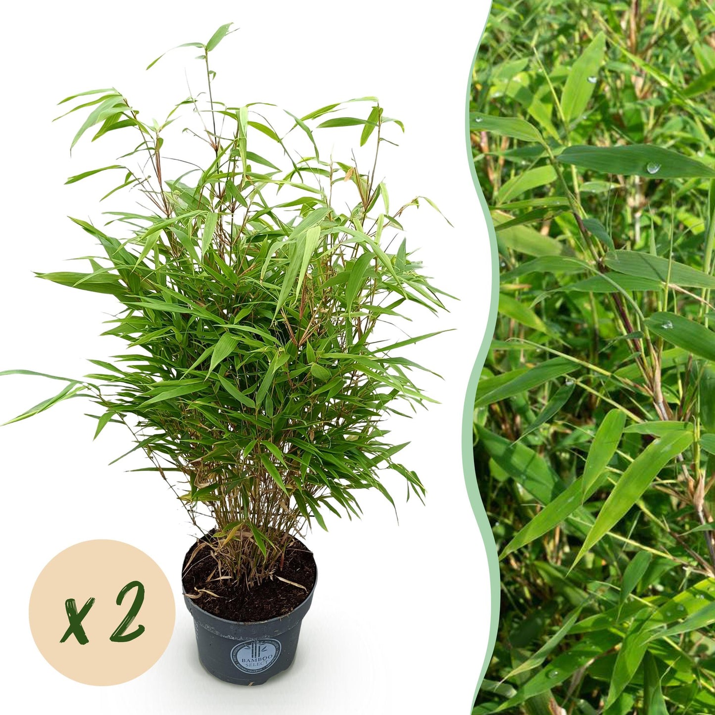 Green boutiQ - Gräser - Fargesia Rufa - Bambus - Nicht Ausbreitend - Grün - 2 Pflanzen - Topf 23 cm - Höhe 80 cm 