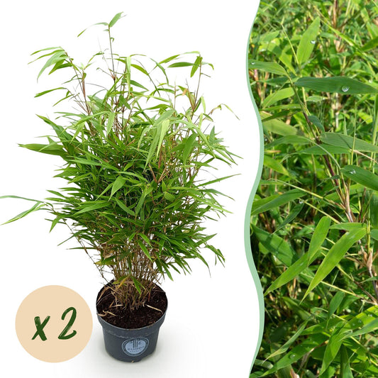 Green boutiQ - Gräser - Fargesia Rufa - Bambus - Nicht Ausbreitend - Grün - 2 Pflanzen - Topf 23 cm - Höhe 80 cm 