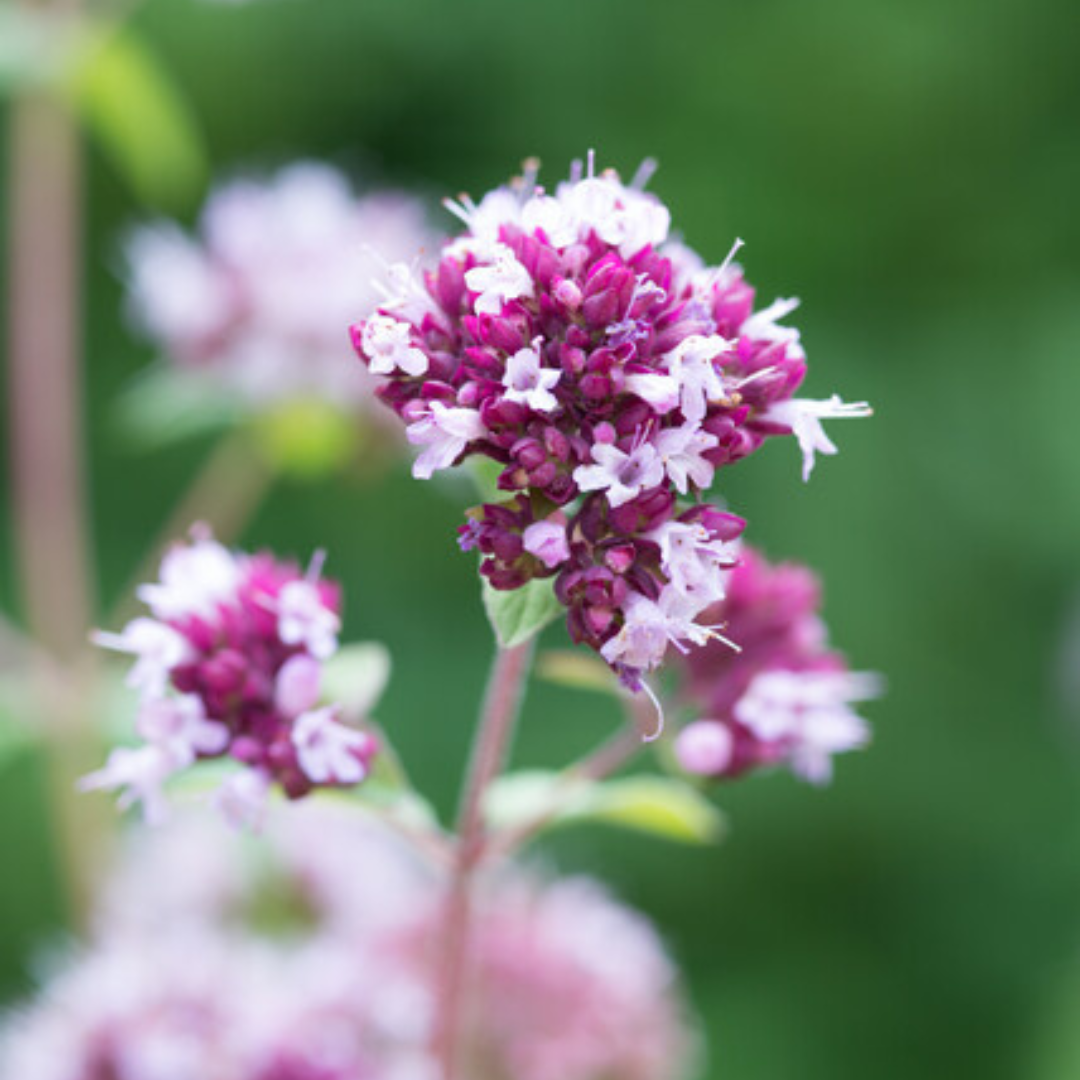 Origanum laevigatum Herrenhausen – 6 Pflanzen – Ø9cm – Höhe 10-25cm – Winterharter Zieroregano – Bienenfreundlich – Für Beet & Steingarten