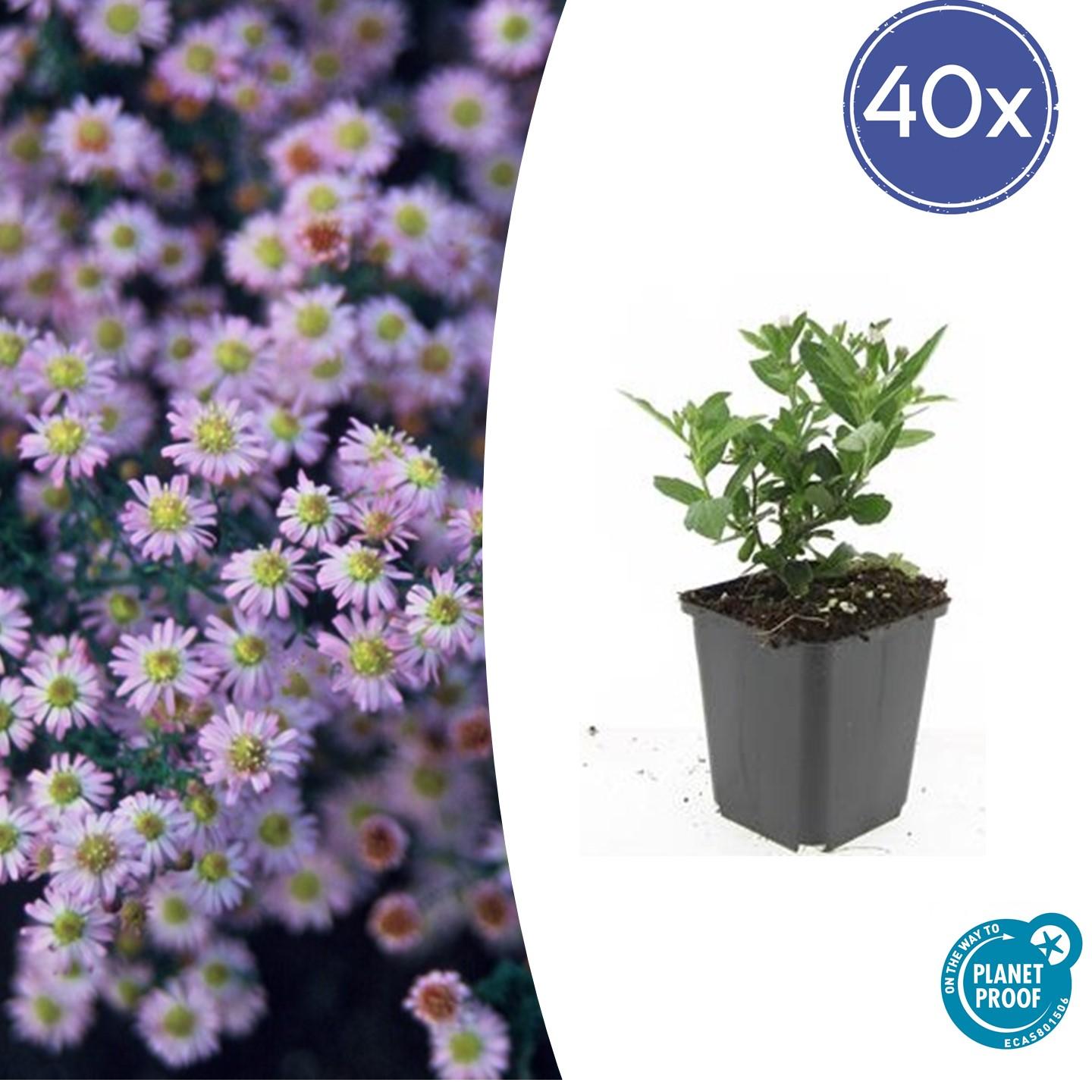 Wild-Aster Aster ageratoides 'Stardust' – ↕10-25cm – Ø9cm – 40 Pflanzen – Weiße Herbstblüten – Bienenfreundlich – Pflegeleicht – Spätsommerblüte