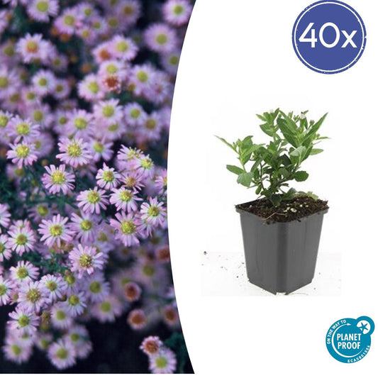 Wild-Aster Aster ageratoides 'Stardust' – ↕10-25cm – Ø9cm – 40 Pflanzen – Weiße Herbstblüten – Bienenfreundlich – Pflegeleicht – Spätsommerblüte