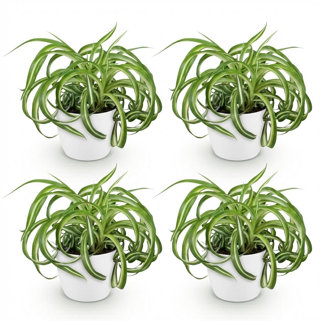 Green boutiQ - Zimmerpflanze - Chlorophytum comosum Bonnie - Lockige Graslilie - Haustierfreundliche Pflanze - Grün - 4 Pflanzen - mit Potter Weiß - Topf 12cm - Höhe 20cm 