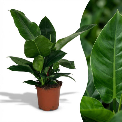 Green boutiQ - Zimmerpflanze - Philodendron - Philodendron Imperial Green - Grün - Pflegeleicht - 1 Pflanze - Topf 19cm - Höhe 65cm 