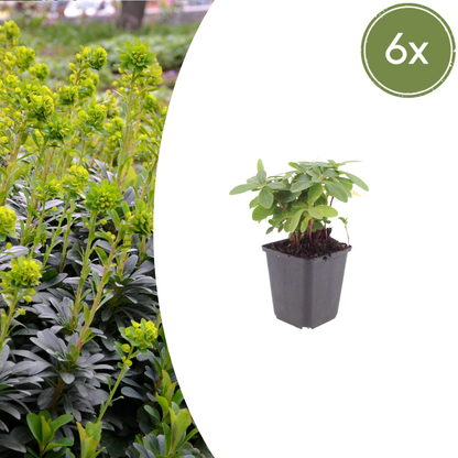 Euphorbia amygdaloides Robbiae – 6 Pflanzen Ø9cm – Höhe10-25cm – Immergrüner Bodendecker für Schatten & Halbschatten – Gelbgrüne Blüten im Frühjahr – Winterhart pflegeleicht