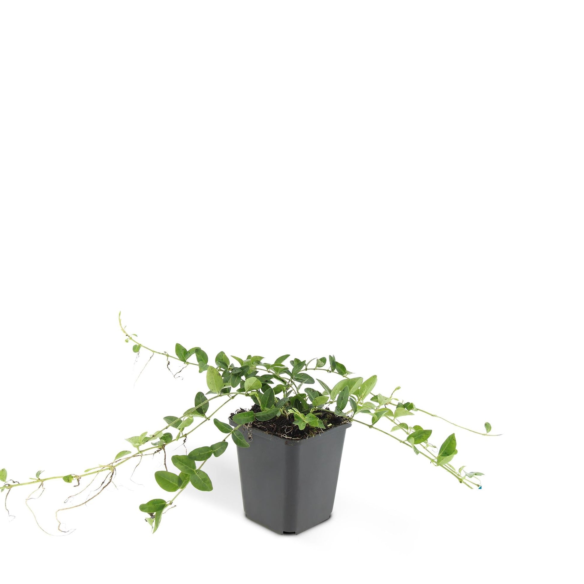 Vinca minor ‘Alba’ – 24 Pflanzen – ↕10-25cm – Ø9cm – Bodendecker – Weiße Blüten – Sonne & Schatten – Pflegeleicht & Robust 