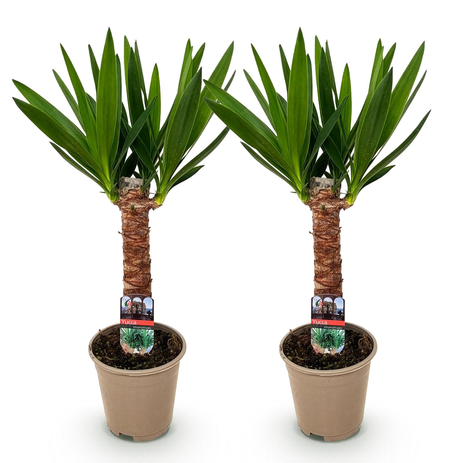 Palmlilie Yucca Elephantipes – 2 Pflanzen – 55cm – 14cm – Pflegeleichte Palmlilien mit schmalen grünen Blättern – Robustes Zimmerpflanzen-Duo für helle & halbschattige Wohnbereiche 