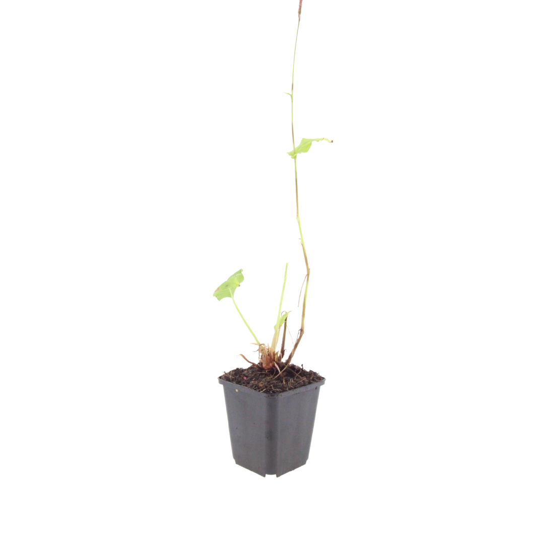 Persicaria bistorta Superba – 12 Pflanzen Ø9cm – Höhe10-25cm – Rosa Blütenstaude für feuchte Beete & Teichrand – Bienenfreundlich winterhart – Pflegeleichte Gartenstaude