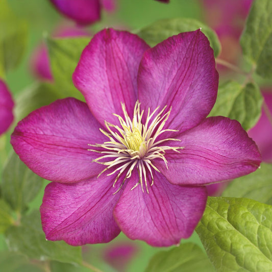 Kletterpflanze Clematis Ville de Lyon – Rosa Blüten – 2 Pflanzen – 11 cm x H40 cm – Winterhart & Pflegeleicht – Ideal für Garten, Balkon & Pergolen 