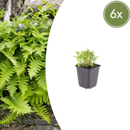 Polypodium vulgare Farn – 6 Pflanzen – Ø9cm – Höhe 10-25cm – Immergrüner Gartenfarn für Schattenbeet, Unterpflanzung & Naturgarten - Oasis of Life