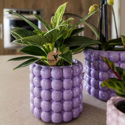 Kolibri Home | Poppy Ziertopf - Purple - Ø9cm 