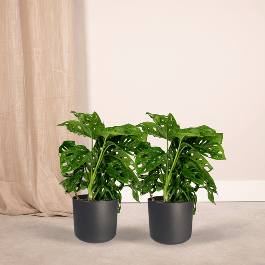 Fensterblatt - Monstera Monkey Leaf - Lochpflanze - Zimmerpflanze - 30cm - ø12cm