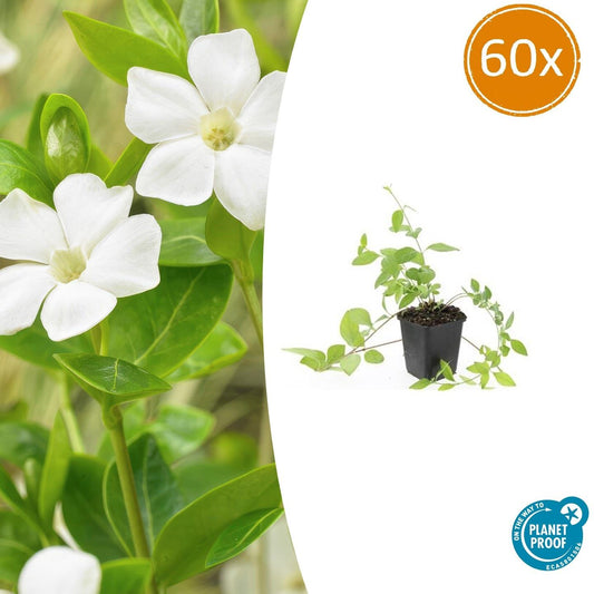Vinca major 'Alba' – Großblättriges Immergrün – Weißblühender Bodendecker – Immergrün – 60 Pflanzen – Ø9cm – ↕10–25cm – Pflegeleicht