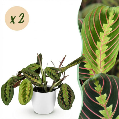 Green boutiQ - Zimmerpflanze - Maranta Fascinator Tricolour - Gebetsblatt - Haustierfreundliche Pflanze - Grün - 2 Pflanzen - mit Potter Weiß - Topf 12cm - Höhe 25cm 