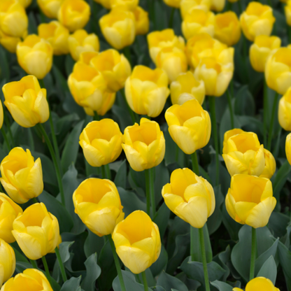 Tulpenzwiebeln 'Strong Gold' – 20 Blumenzwiebeln – Premium-Tulpen in leuchtendem Gelb – Winterharte Blumenzwiebeln aus Holland – Für Garten, Topf & Vase 