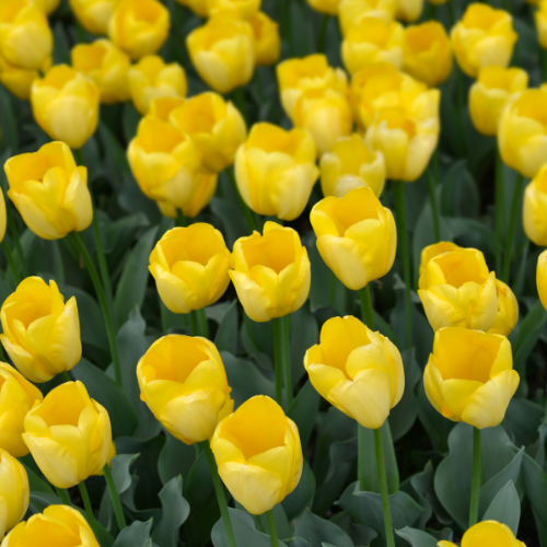Tulpenzwiebeln 'Strong Gold' – 20 Blumenzwiebeln – Premium-Tulpen in leuchtendem Gelb – Winterharte Blumenzwiebeln aus Holland – Für Garten, Topf & Vase 