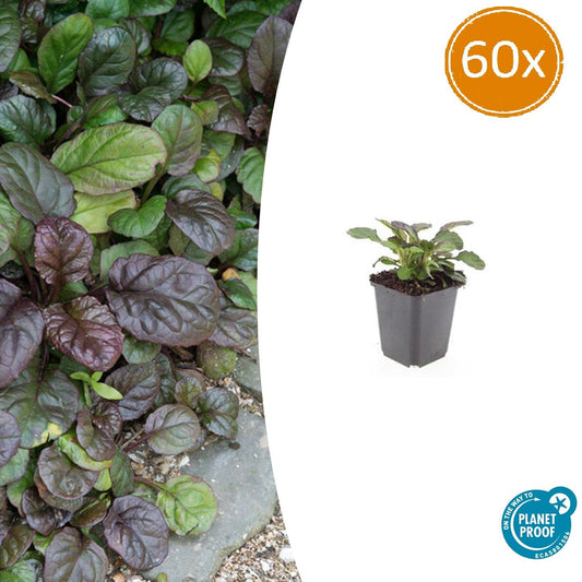 Großblättriger Günsel – Ajuga reptans 'Catlin's Giant' – ↕10-25cm – Ø9cm – 60 Pflanzen – winterharter Bodendecker