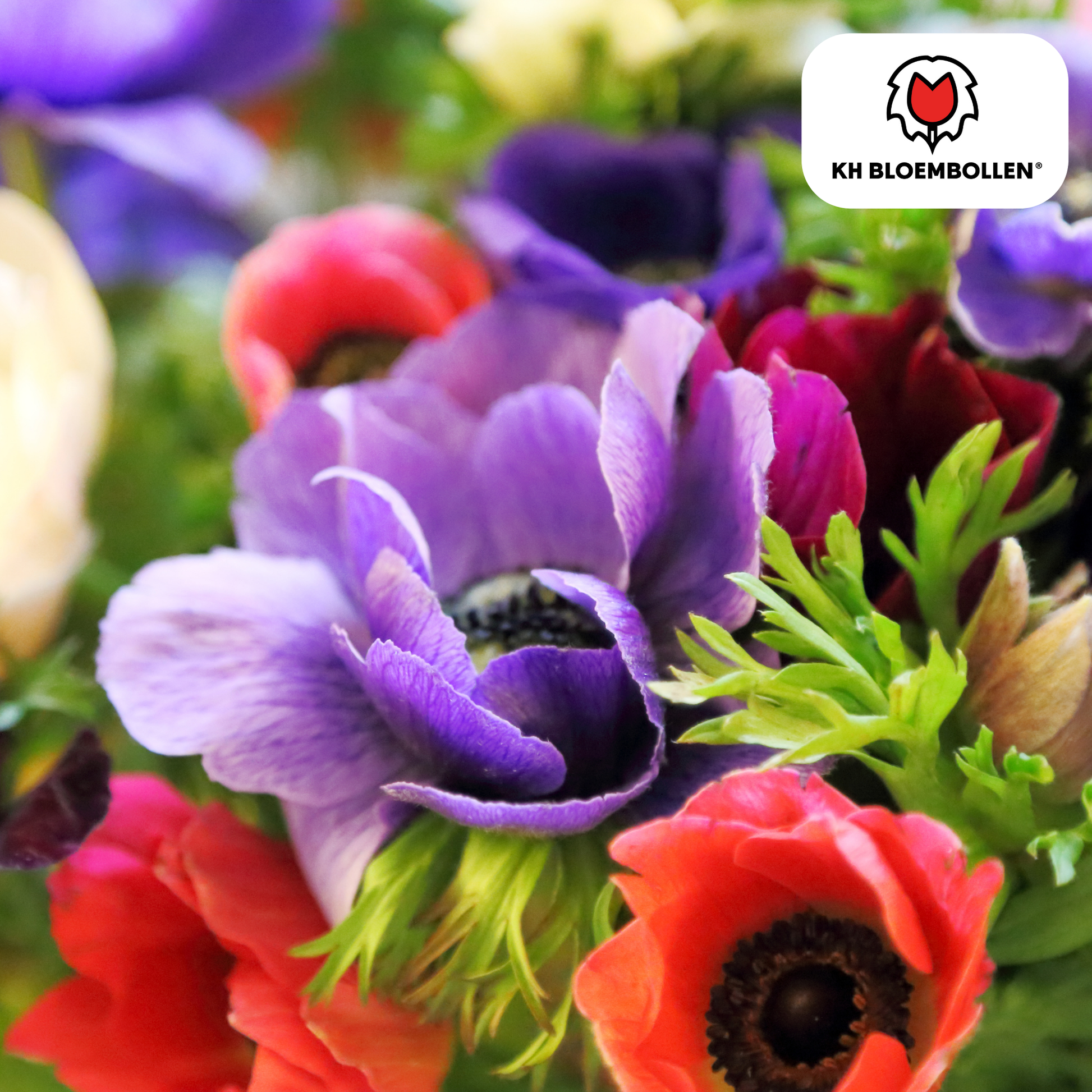 Anemone coronaria – 30 Blumenzwiebeln – Leuchtende Anemonen für Beete, Töpfe & Schnittblumen – Frühjahrsblüher 