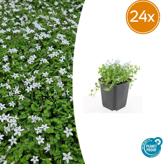 Isotoma fluviatilis 'Alba' – Bodendecker – 24 Pflanzen – Ø9cm – ↕10–25cm – Weiße Blüte – Immergrün & winterhart – Für Sonne & Halbschatten – Pflegeleicht 