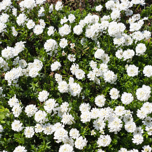 Iberis sempervirens Schneeflocke – 12 Pflanzen – Ø9cm – Höhe 10-25cm – Winterharte Bodendecker Staude – Weiße Frühlingsblüte – Immergrün für Beet & Steingarten