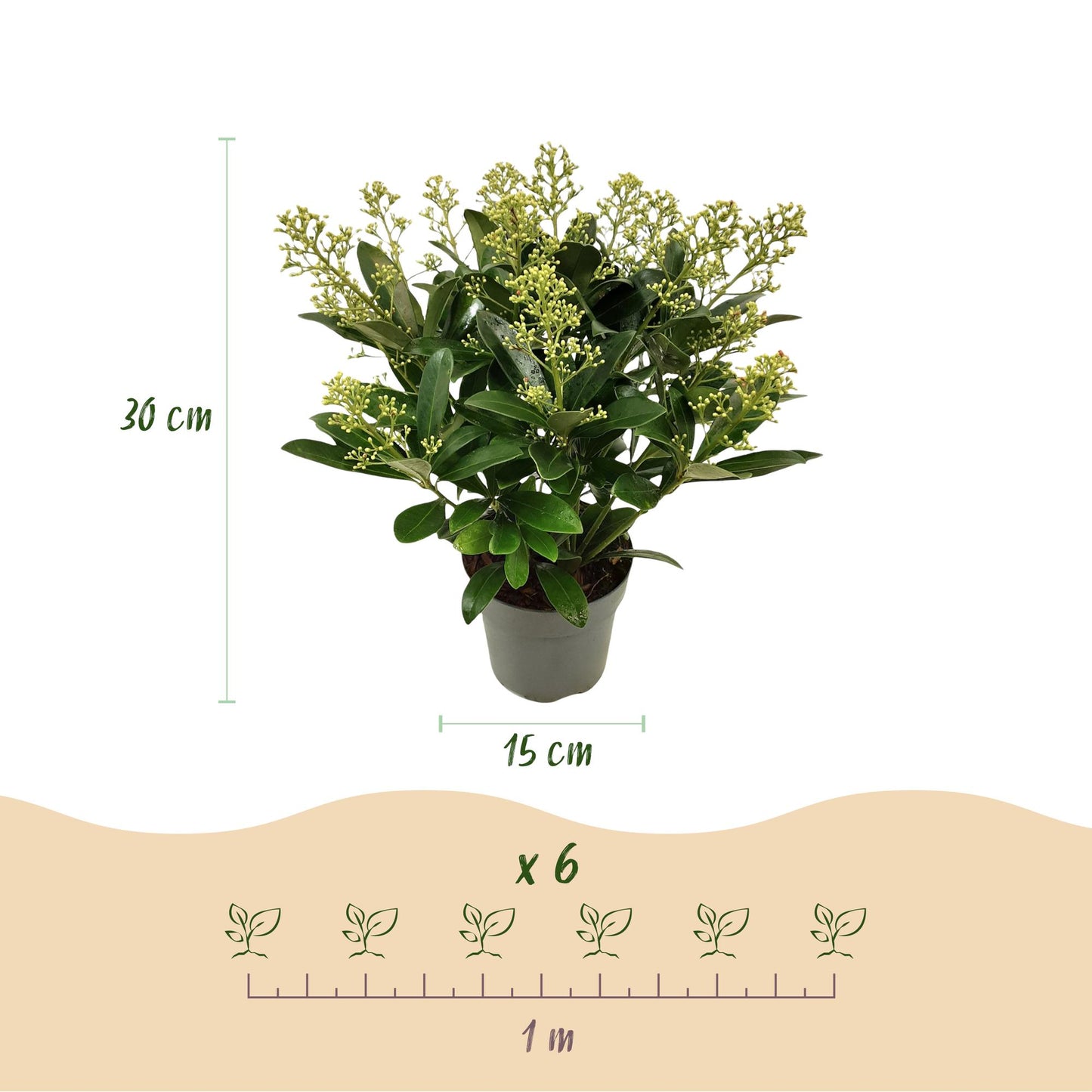 GreenboutiQ - Terrassenpflanze - Skimmia japonica Finchy - Blüte Weiß - 15+ Blumen - 3 Pflanzen - Winterhart - Topf 15cm Höhe 30cm 