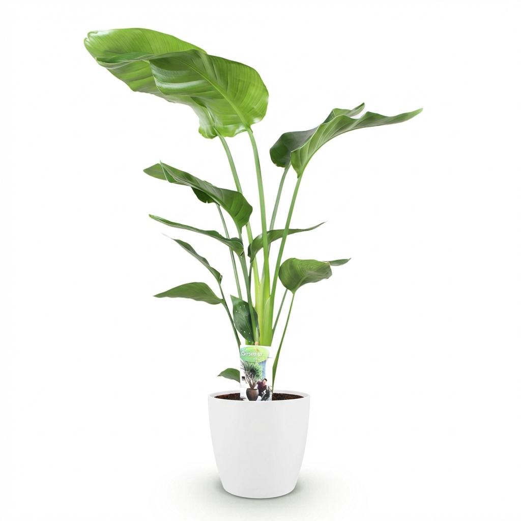 Green boutiQ - Zimmerpflanzen - Strelitzia Nicolai - Paradiesvogelblume - Geringer Pflegeaufwand - Grün - 1 Pflanze - mit Potter Weiß - Topf 21cm - Höhe 110-120cm 