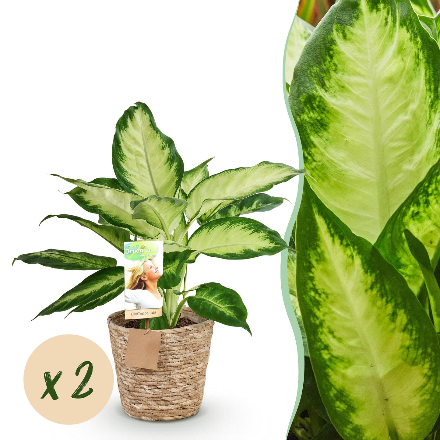 Dieffenbachia Camilla – 2 Pflanzen – 45–50cm – 17cm – Pflegeleichte Zimmerpflanzen mit creme-grün gemusterten Blättern – Dekoratives Pflanzenset inkl. Korb für moderne Innenräume 