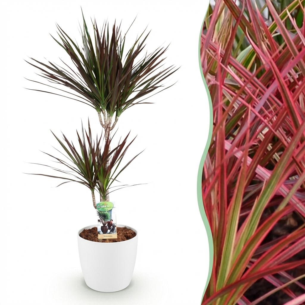 Green boutiQ - Zimmerpflanzen - Dracaena Magenta - Drachenblutbaum - Wenig Pflege - mit Potter Weiß - Rot - 1 Pflanze - mit Potter Weiß - Topf 21cm - Höhe 90-100cm 